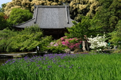 長岳寺のかきつばた