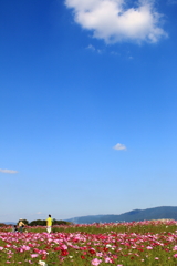 コスモス畑と空