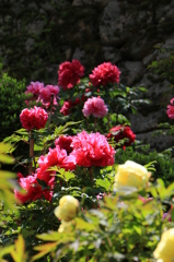 2014春の長谷寺06