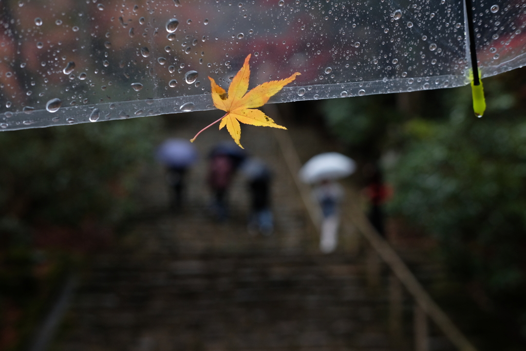 雨の一片