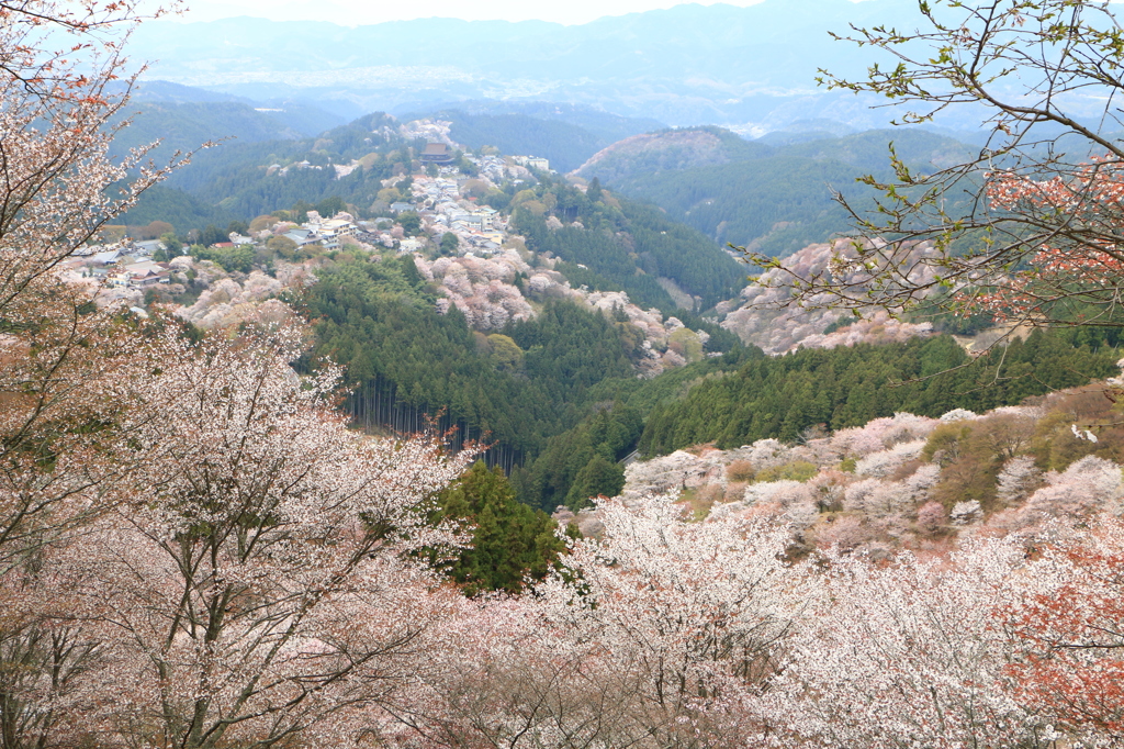2014吉野の桜02