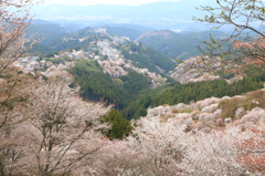 2014吉野の桜02