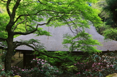 2014春の室生寺01
