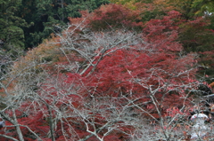 岡寺にて