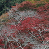 岡寺にて