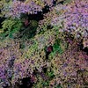 紅葉模様