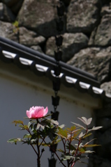 2014春の長谷寺05