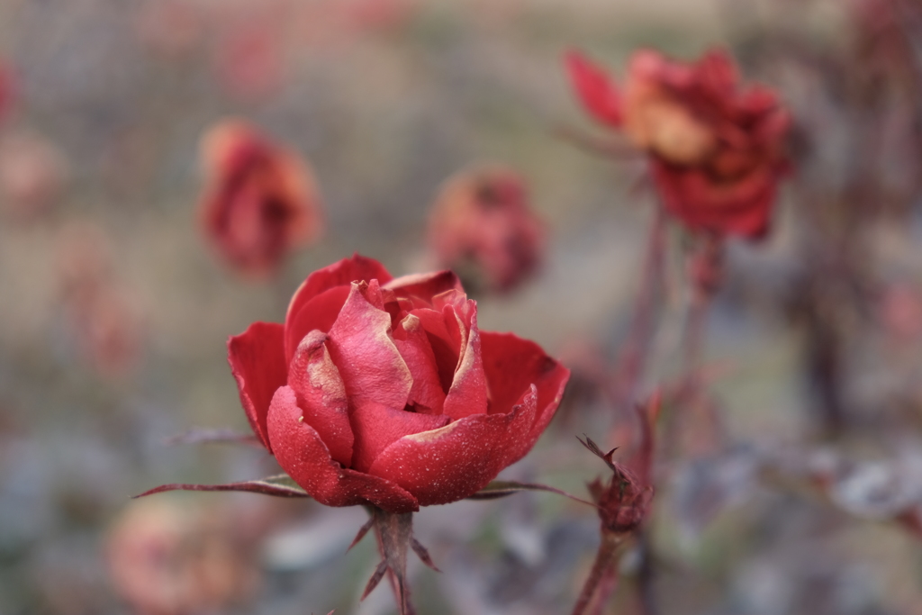 冬枯れの薔薇