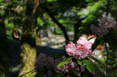 2014春の長谷寺04