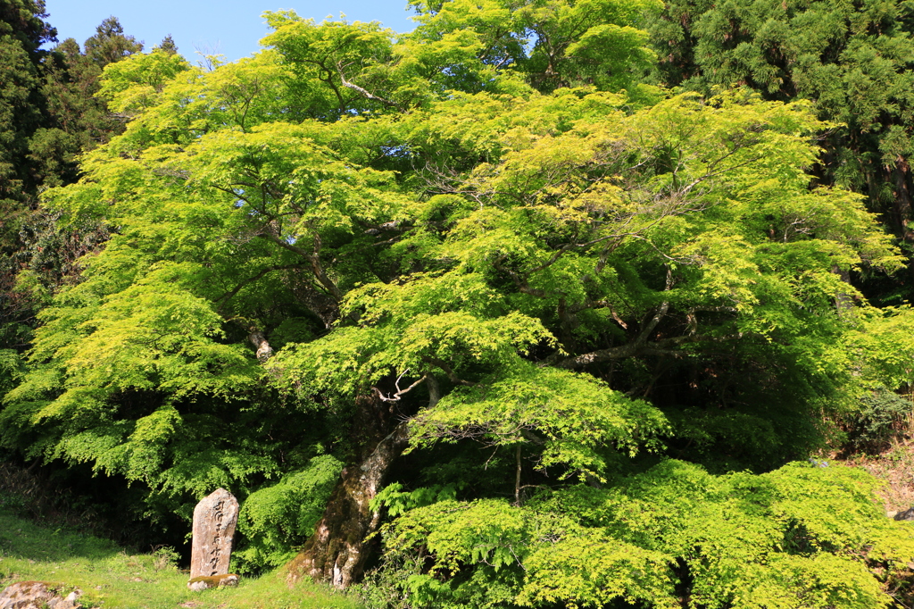 2014春の佛隆寺03