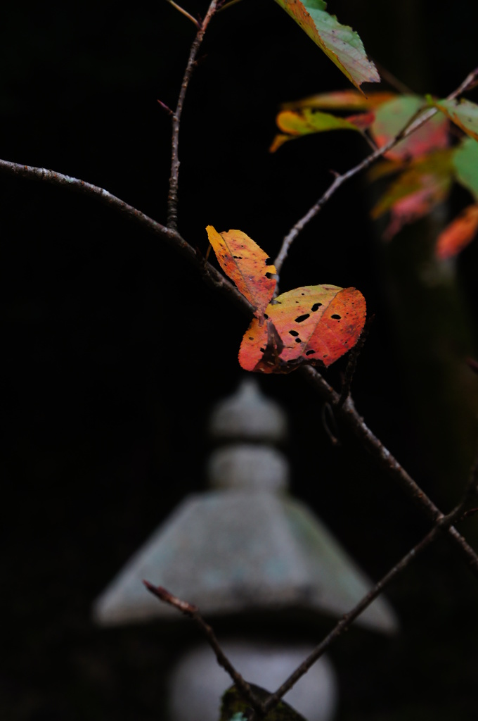一葉