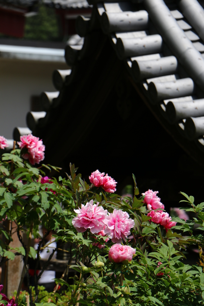 2014春の長谷寺01