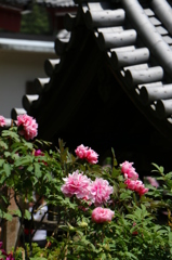2014春の長谷寺01