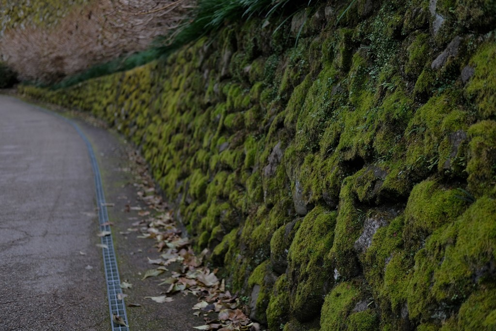 苔の続く道