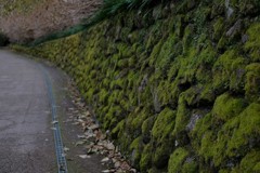 苔の続く道