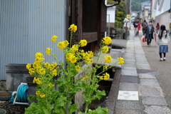 花の在る道