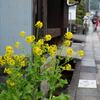 花の在る道