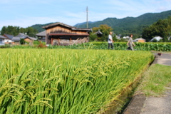 明日香の実り