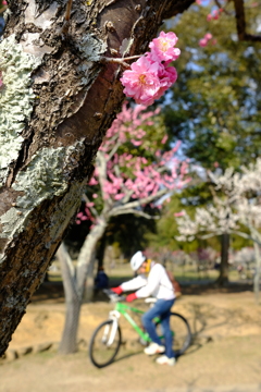 奈良公園にも春が来ました