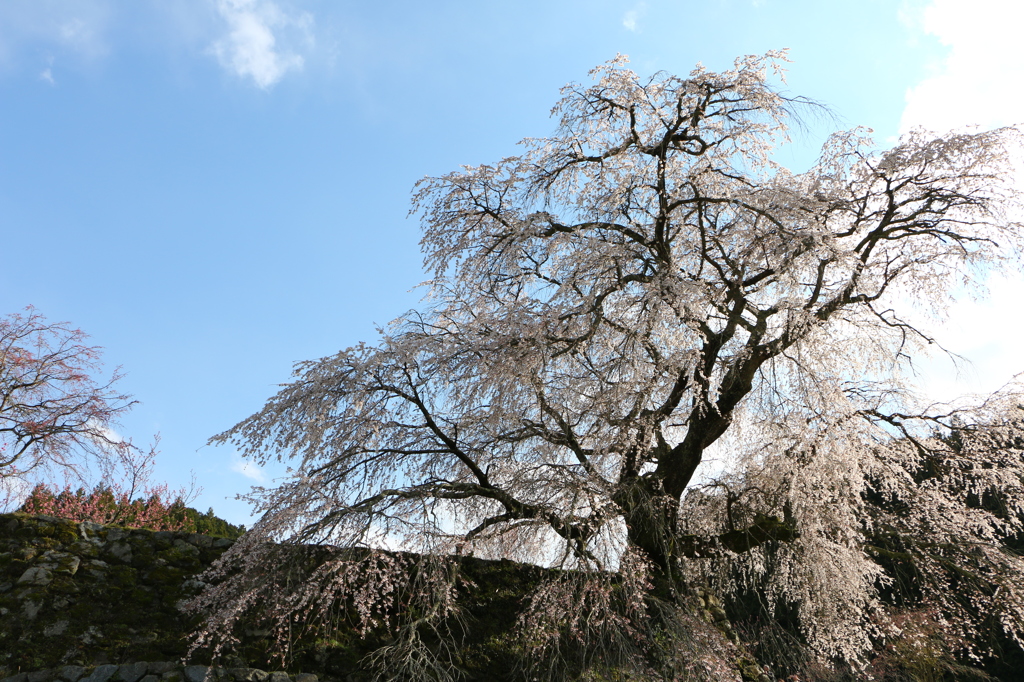 2014今年の又兵衛桜02