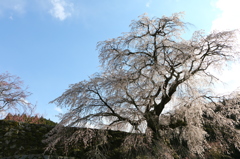 2014今年の又兵衛桜02