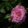 中之島の薔薇