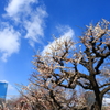 都会の梅