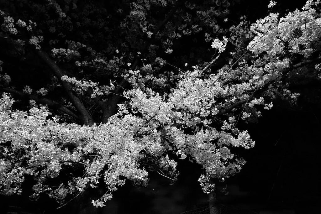 夜桜