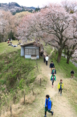 2014吉野の桜08