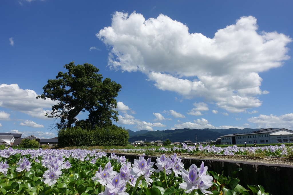 大和の夏