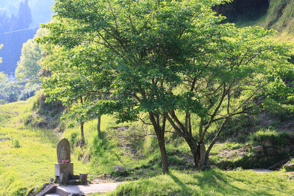 2014春の佛隆寺04