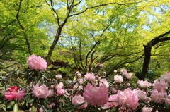 2014春の室生寺02