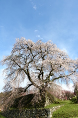 2014今年の又兵衛桜03