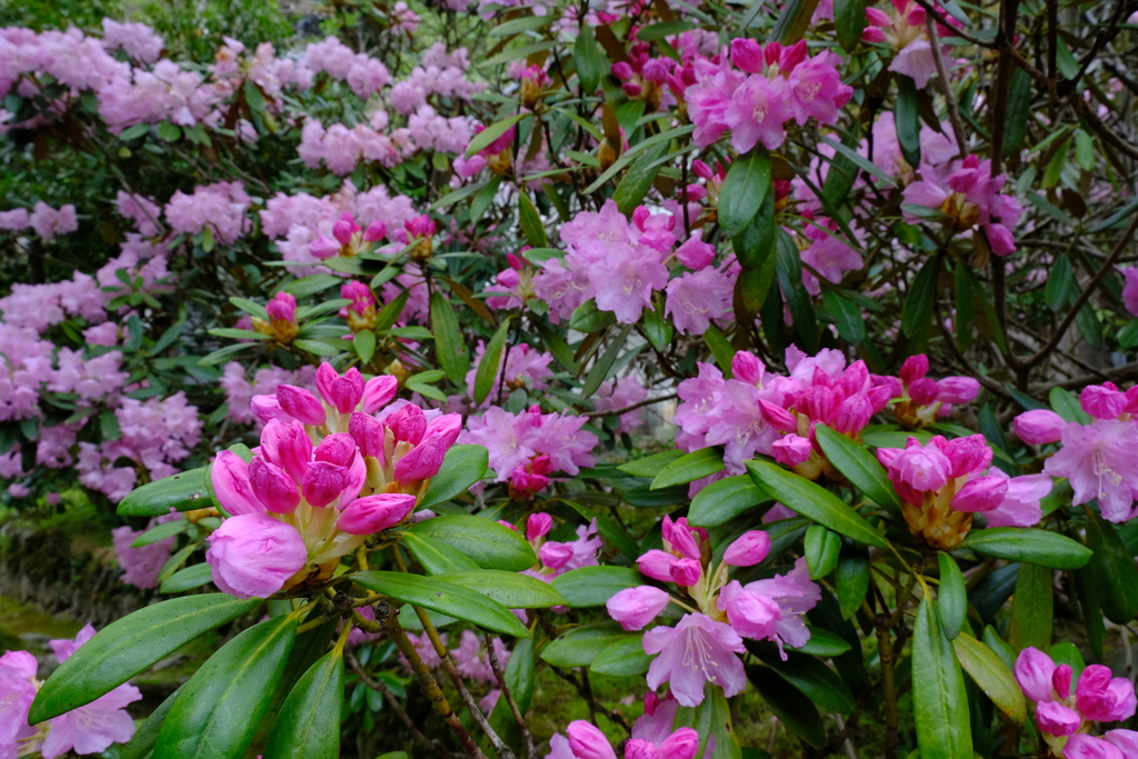 石楠花三様　Ⅱ
