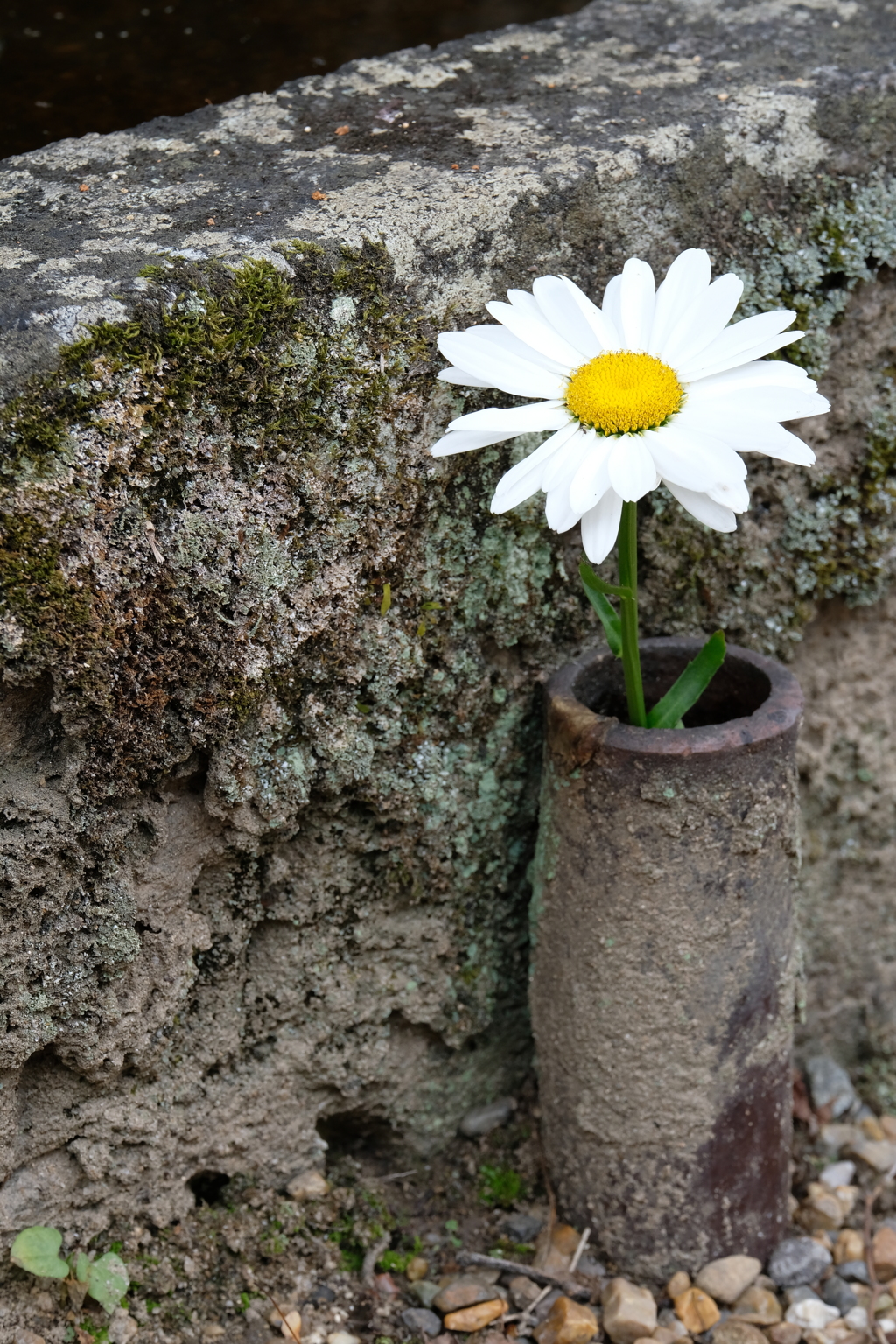 一輪