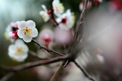 Plum Blossom