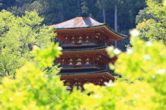 2014春の長谷寺07