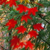 高野山の紅葉２