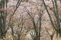 2014吉野の桜05