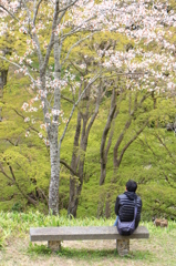 2014吉野の桜04