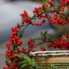 路傍の紅
