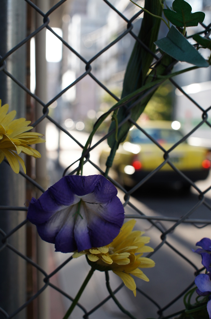 都会の花