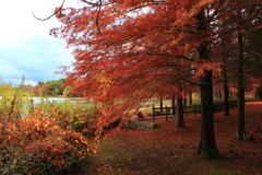 秋の公園