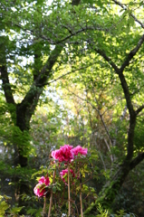 2014春の長谷寺08