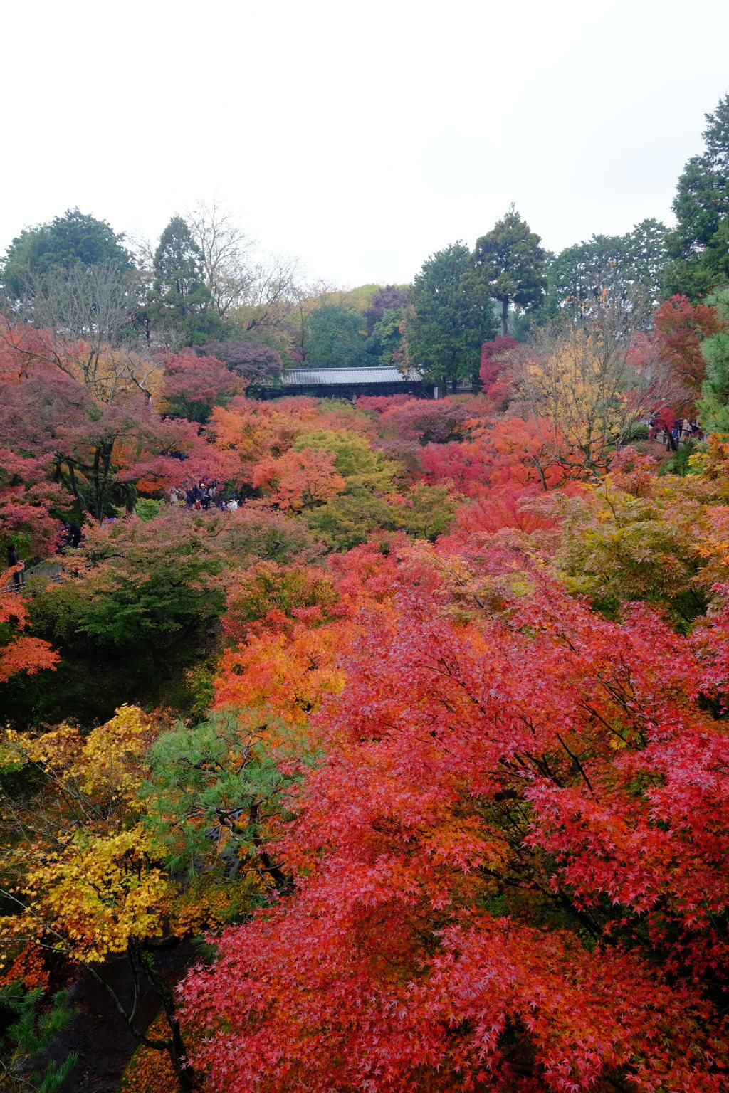 東福寺3