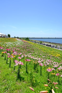 ユリ園3