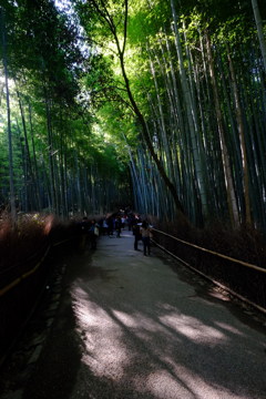 嵐山竹林