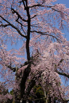 ＠醍醐寺　三宝院