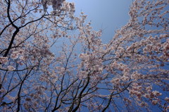 青空と桜