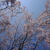 青空と桜